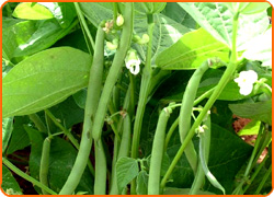 french bean