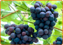 Grapes