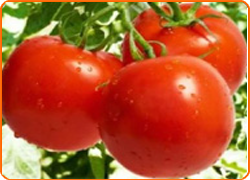 Tomato Hindi