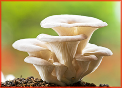 Mushroom